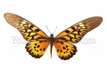 photo - butterfly-10-jpg
